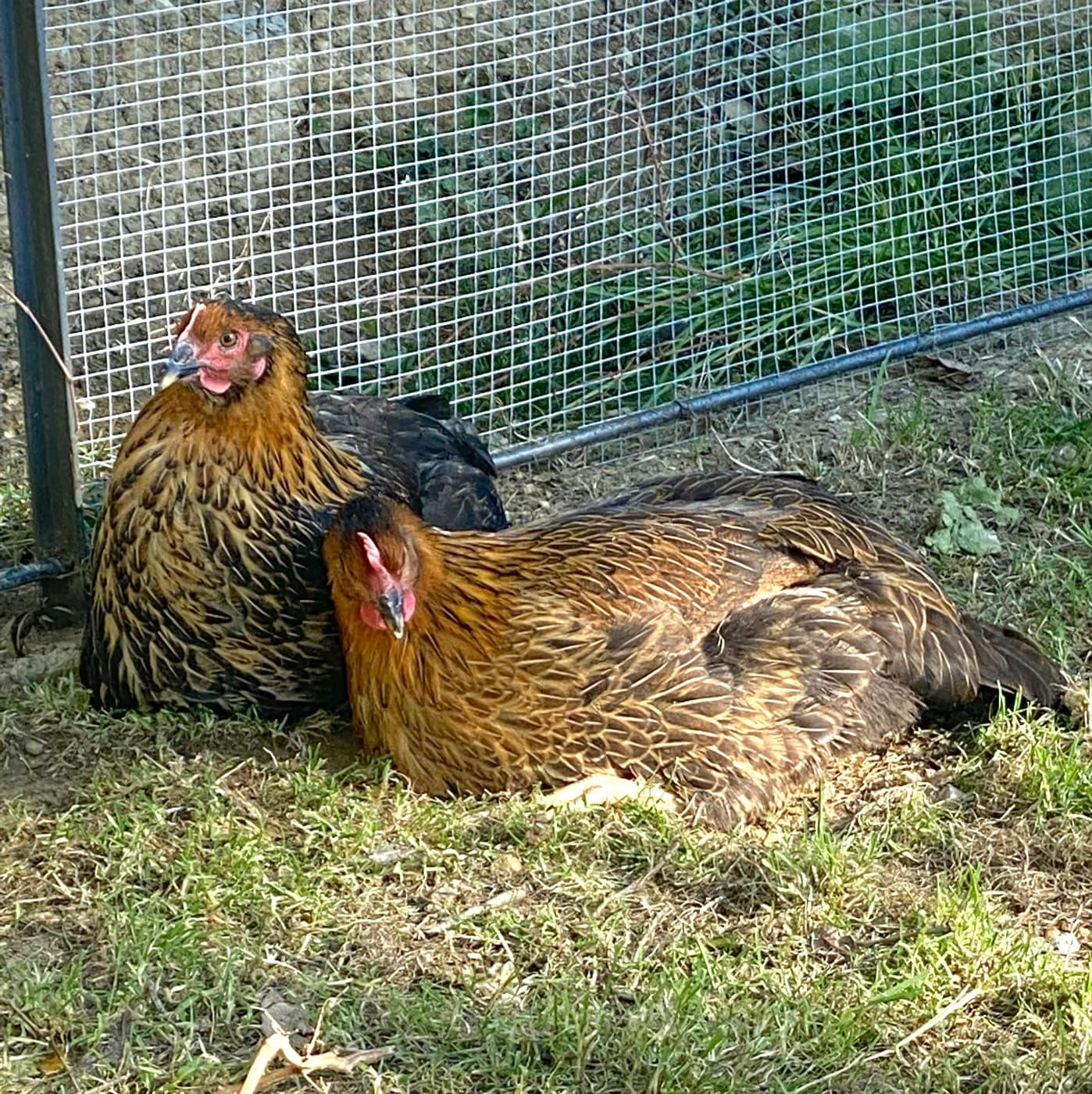 Le galline che danno le uova per la colazione
