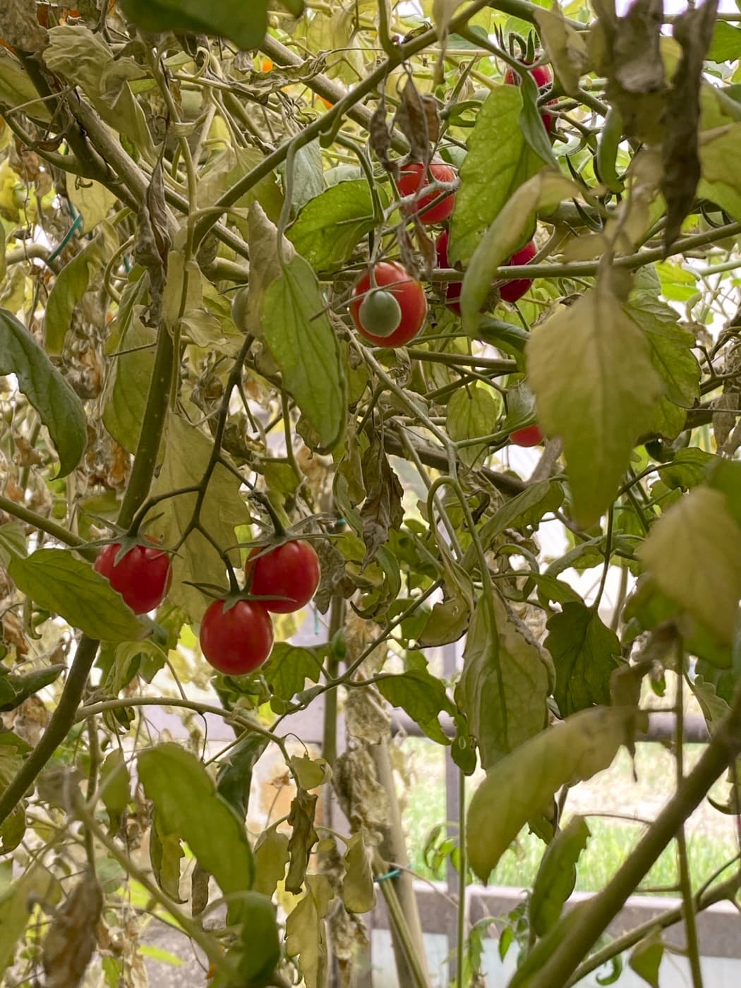 I pomodori dell’orto, ancora sulla pianta