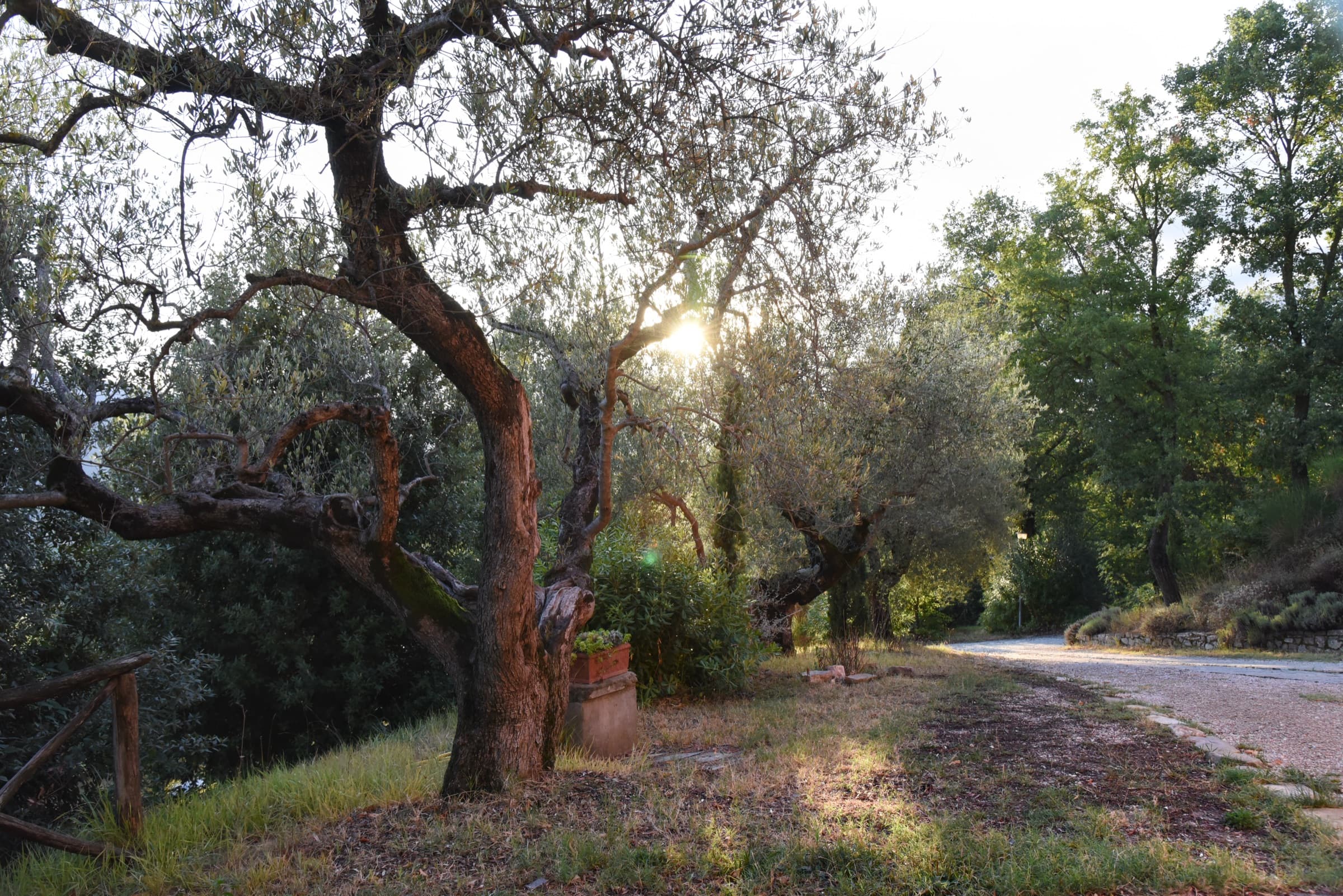 Gli ulivi controluce lungo la strada bianca, al tramonto